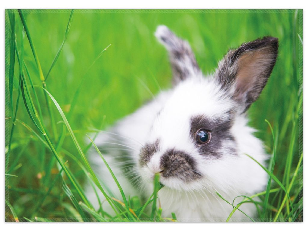 Wallario Premium Teppich, Größe 50 x 70 cm, Süßer Hase im grünen Gras