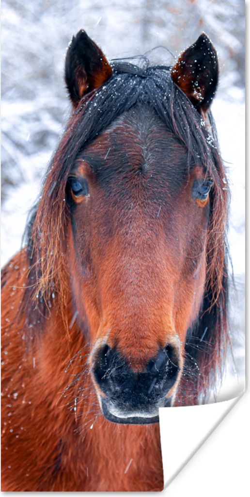 MuchoWow Poster Pferd - Winter - Schneeflocke 75x150 cm - Dekoration für die Wände