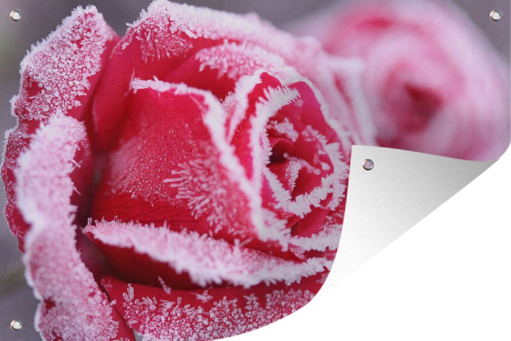 MuchoWow 120x80 cm Outdoor-Poster Gartendeko Sichtschutz Garten Poster für den Garten Gefroren - Rosen - Eiscreme