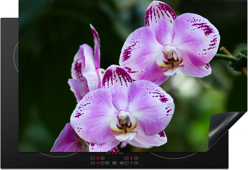 KitchenYeah Herdabdeckplatte Blühende Orchideen , 78x52cm, Küche Deko, Glaskeramikkochfeld Herdabdeckung, Abdeckplatte fùr Kochfeld