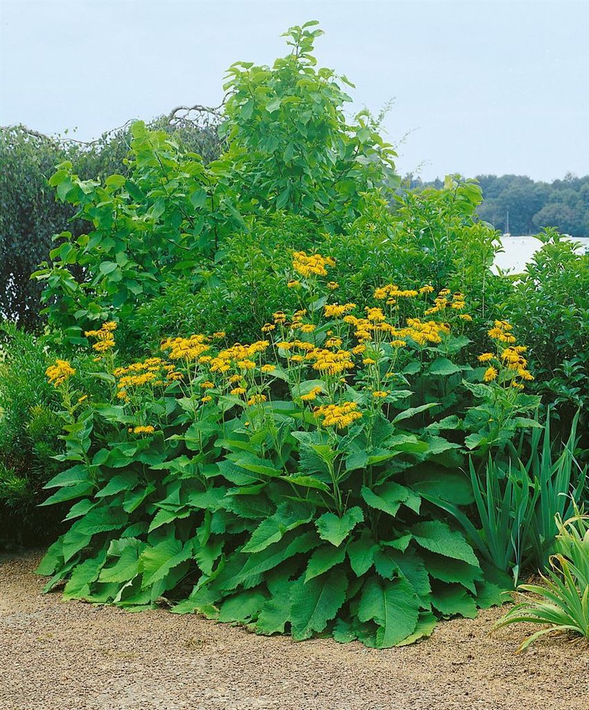 Inula magnifica, Pracht-Alant, gelb, ca. 11x11 cm Topf