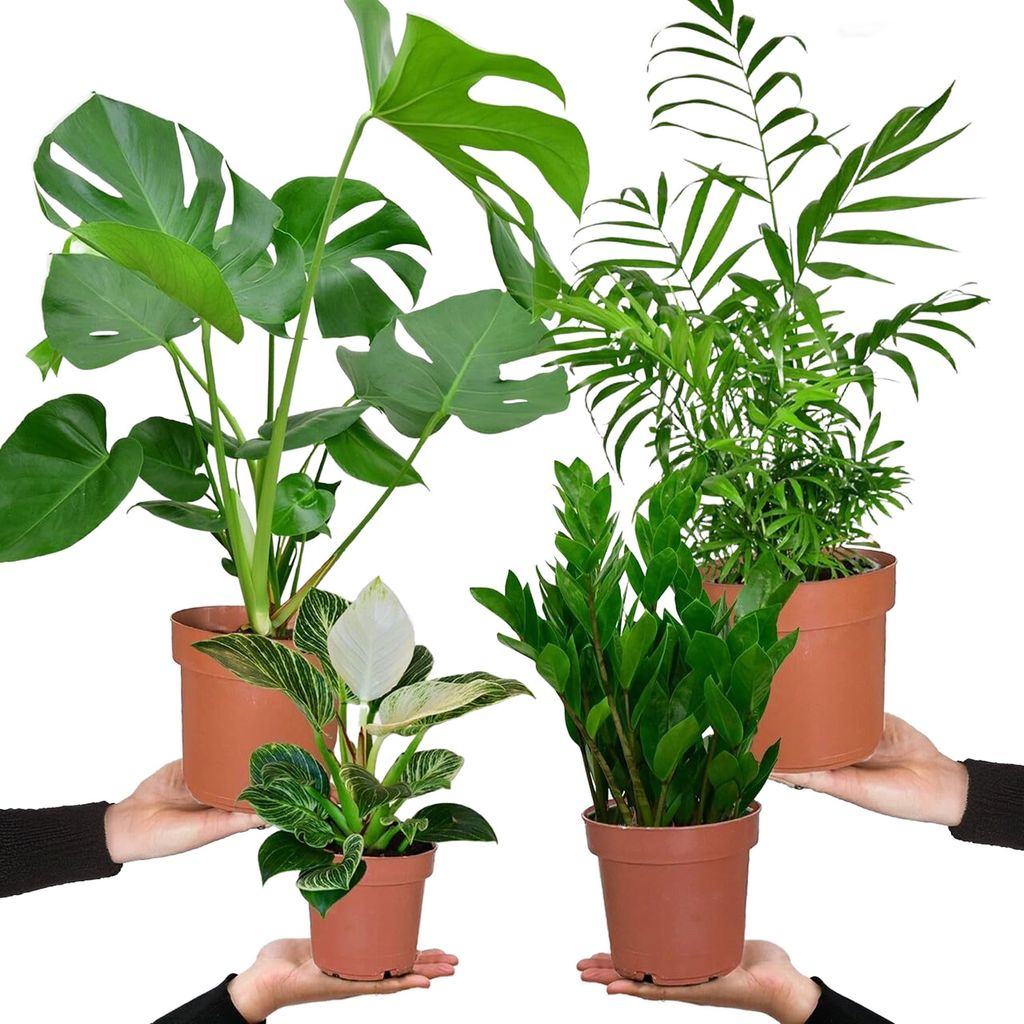 Bergpalme, Monstera, Philodendron Birkin & Glücksfeder - 4er Box Zimmerpflanzen - Einfach & Unkompliziert - Höhe 20-70 cm - Töpfe 10,5-17 cm