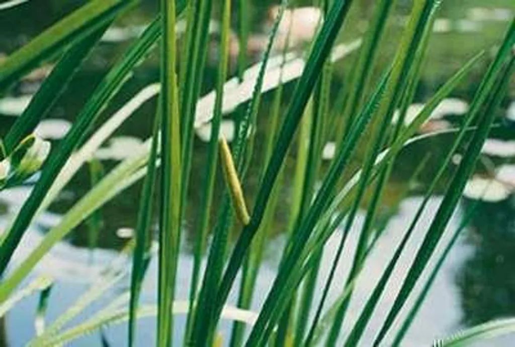 6 Acorus calamus - Calame aromatique en pot 9x9 cm pour bassin de jardin
