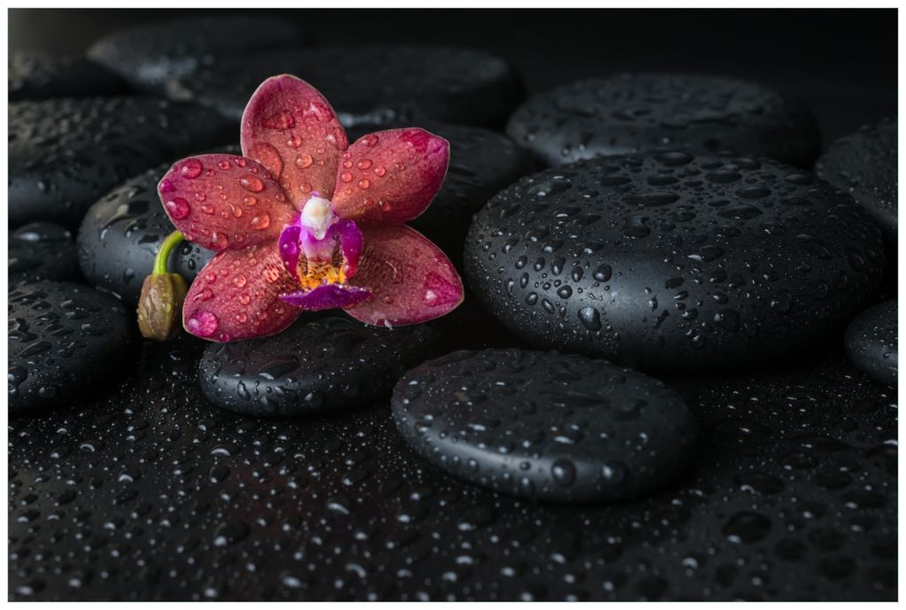 Wallario Wandbild aus Acryl, 90 x 60 cm, freischwebende Optik - Orchideen-Blüte auf schwarzen Steinen, benetzt mit Wasser-Tropfen