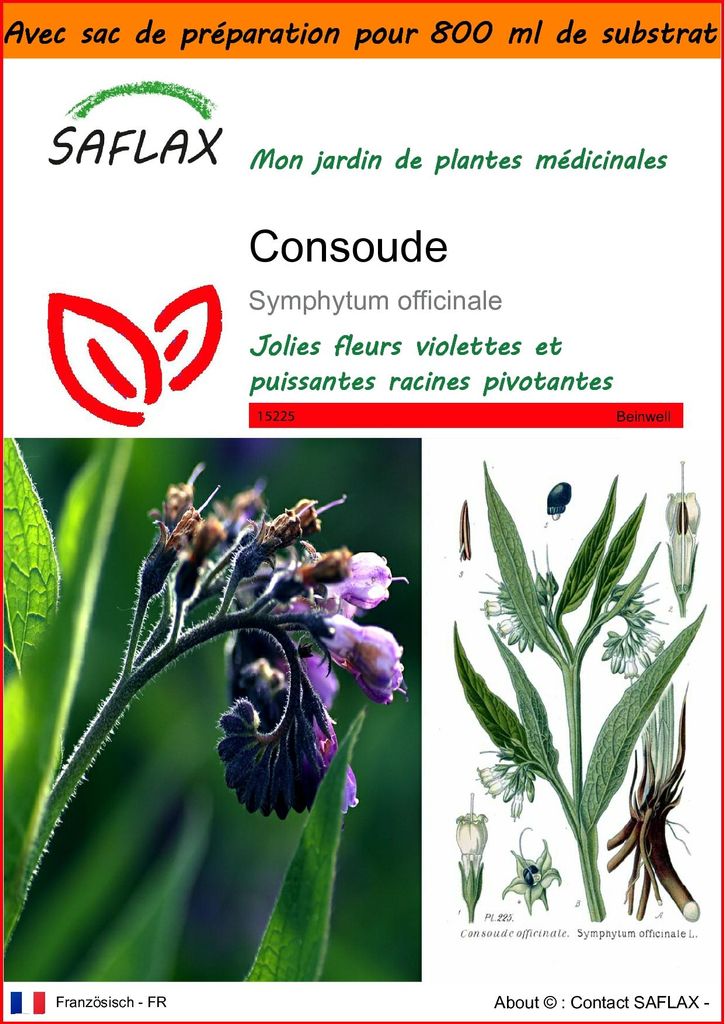 SAFLAX Garden in the bag - Consoude - 15 graines - Image du produit 