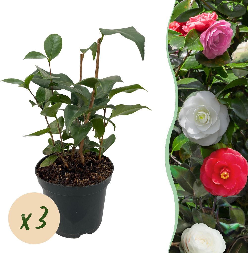 GreenboutiQ - Sträucher - Camelia japonica Tricolour - Blüte Rosa, Weiß und Rot - 3 Pflanzen - 1 m2 - Immergrün - Topf 15cm Höhe 30cm