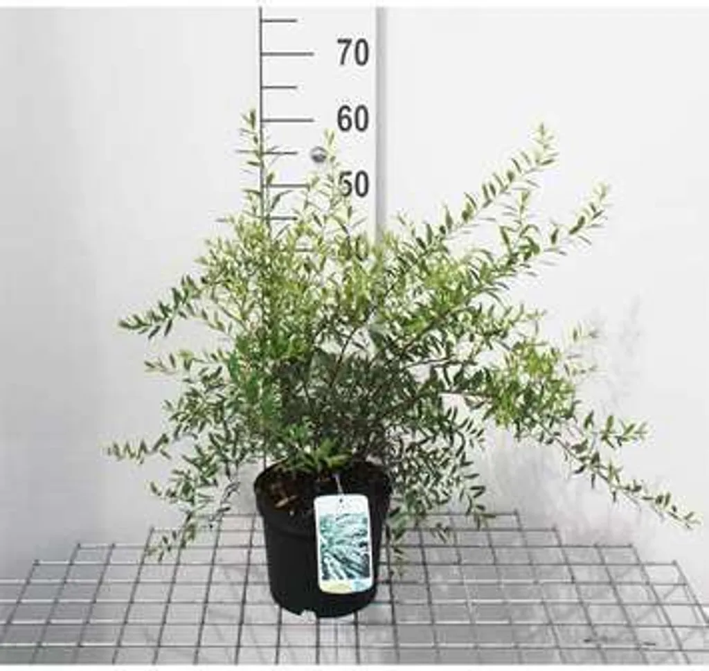 Spirée Grefsheim 40/60 cm - Arbuste Très Florifère et Facile à Planter