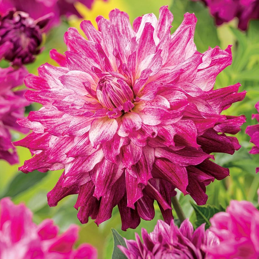 Dahlia dekorativní Cloudy Sky 1 ks Dahlia sazenice sazenice Obrázek produktu 