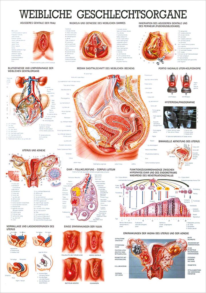 Weibliche Geschlechtsorgane Lehrtafel Anatomie 100x70 cm medizinische Lehrmittel