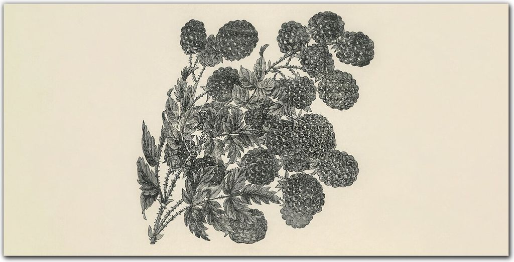 Coloray Bild aus Glas 140x70 Dekoration wohnzimmer wanddekoration gehärtetes Glas Küche glasblock mit bild - Obst Beere Blätter