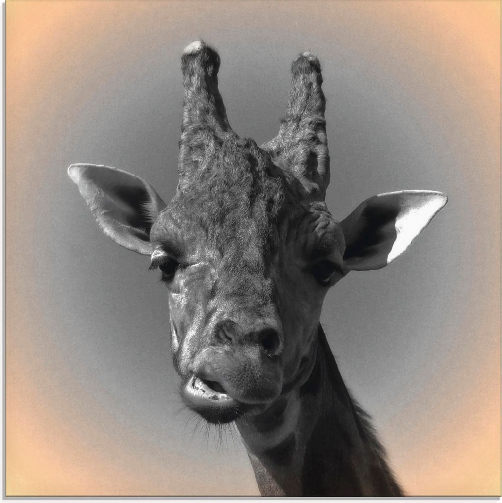 ARTland Glasbild Giraffen Kontakt Größe: 50x50 cm