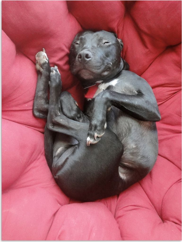 MuchoWow Poster Pitbull in einem roten Sessel 90x120 cm - Wohnzimmer