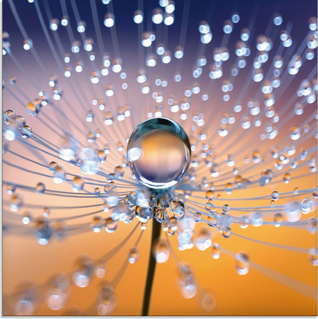 ARTland Glasbild Pusteblumen Tautropfen Größe: 40x40 cm