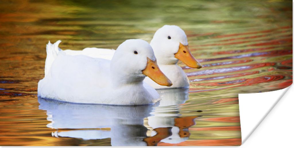 MuchoWow Poster Enten - Wasser - Spiegelung - Familie 80x40 cm - Wanddeko