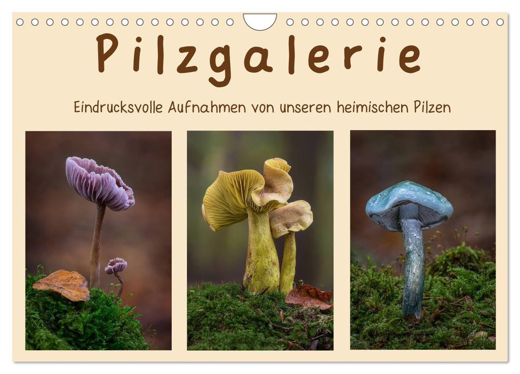 Pilzgalerie - Eindrucksvolle Aufnahmen von unseren heimischen Pilzen (Wandkalender 2027 DIN A4 quer), CALVENDO Monatskalender