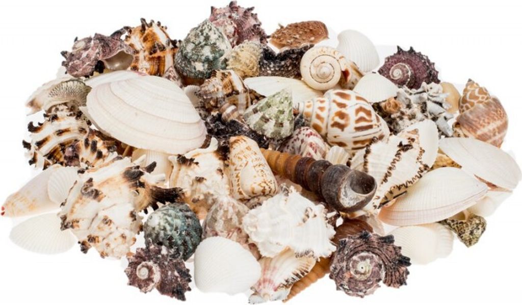Muschelmix 'Large', Gewicht ca. 0,5kg | Muscheln und Produktbild 