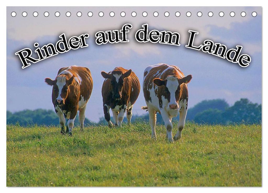 Rinder auf dem Lande (Tischkalender 2027 DIN A5 quer), CALVENDO Monatskalender