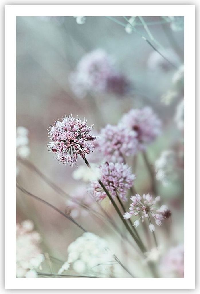 Poster - Poster ohne Rahmen - Wiese Knoblauch Blume - 61x91,5 cm - Wand Bild - Wanddeko - Wandbilder - Kunstposter - Wandposter - Bilder - Kunstdru...
