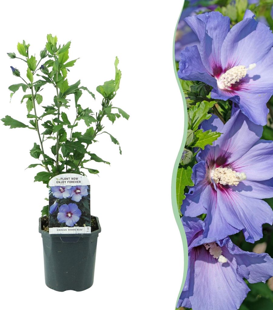 Green boutiQ - Arbustes - Hibiscus syriacus Oiseau Blue - Image du produit 