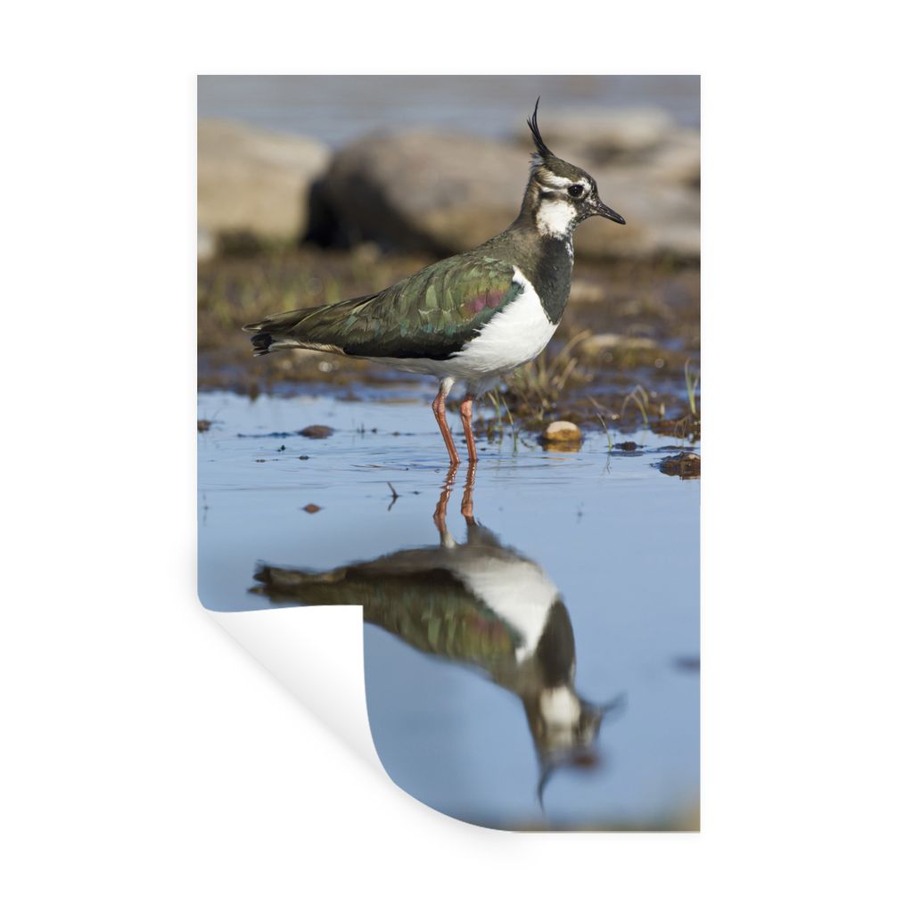 MuchoWow Wandtattoo Wandsticker Wandaufkleber Ein Kiebitz spiegelt sich im dunklen Wasser 20x30 cm Selbstklebend und Repositionierbar - Sticker -...