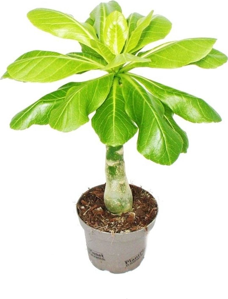 Hawaii-Palme -Brighamia insignis Produktbild 1