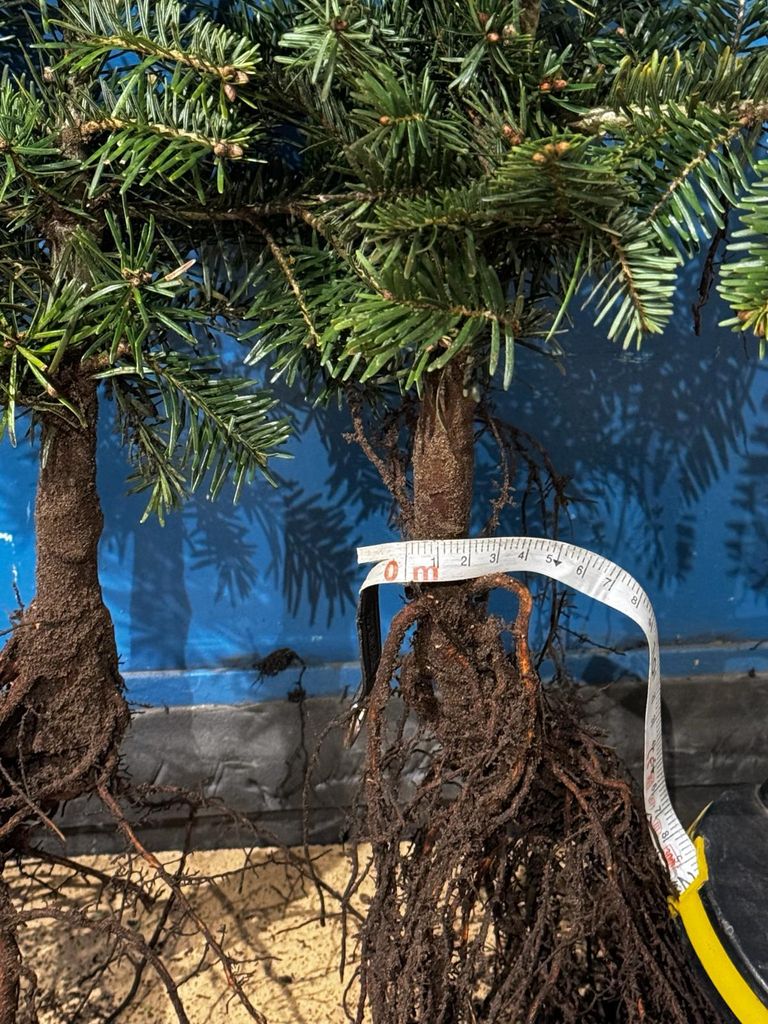 Nordmanntanne I 25-50cm | Abies nordmanniana | 5 Jahre | Produktbild 