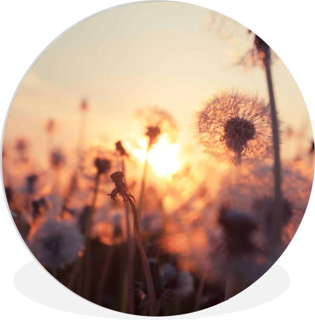 MuchoWow Rundes Wandbild - Runde Bilder Löwenzahn - Sonnenuntergang - Frühling Ø 60 cm Kreis Wanddekoration Kunststoff - Wandkreis - Wandschmu...