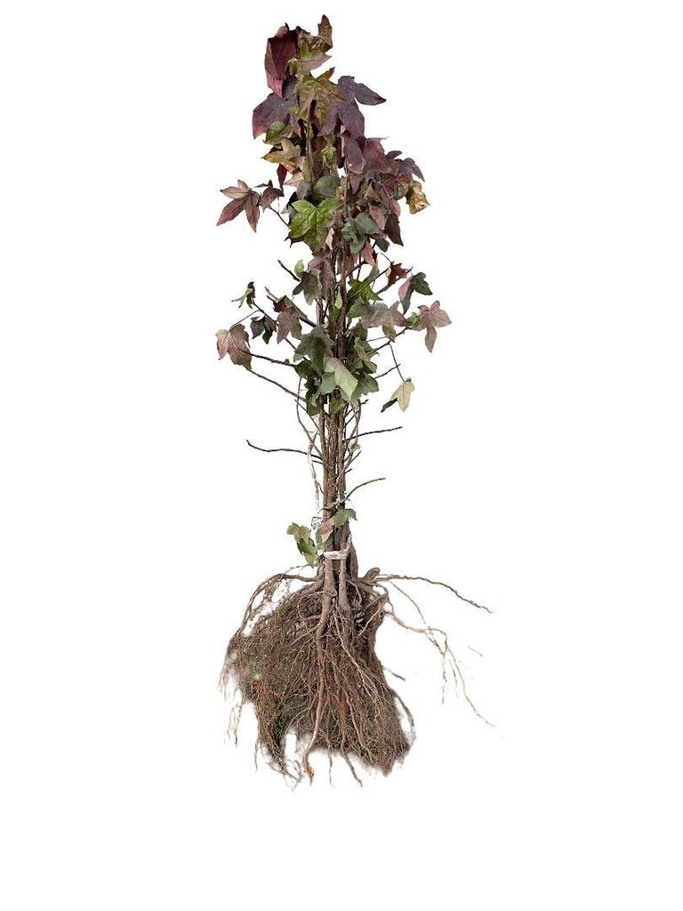 10 x Amberboom - *Liquidambar styraciflua* | 30-50 cm, kale Productafbeelding 