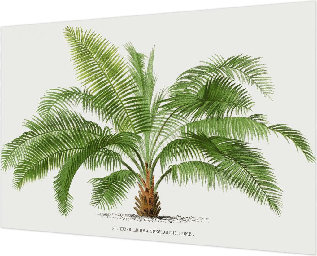Wandtapete - Dekorative Tapete für Wohnzimmer - Tapetenfolie für Wanddekoration - 152x104 cm - Glänzende Palme