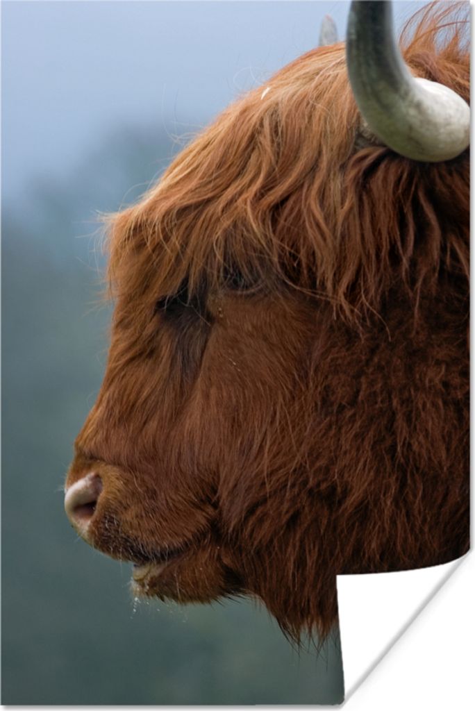 MuchoWow Poster Schottische Hochlandrind - Tiere - Nebel 60x90 cm - Wanddekoration
