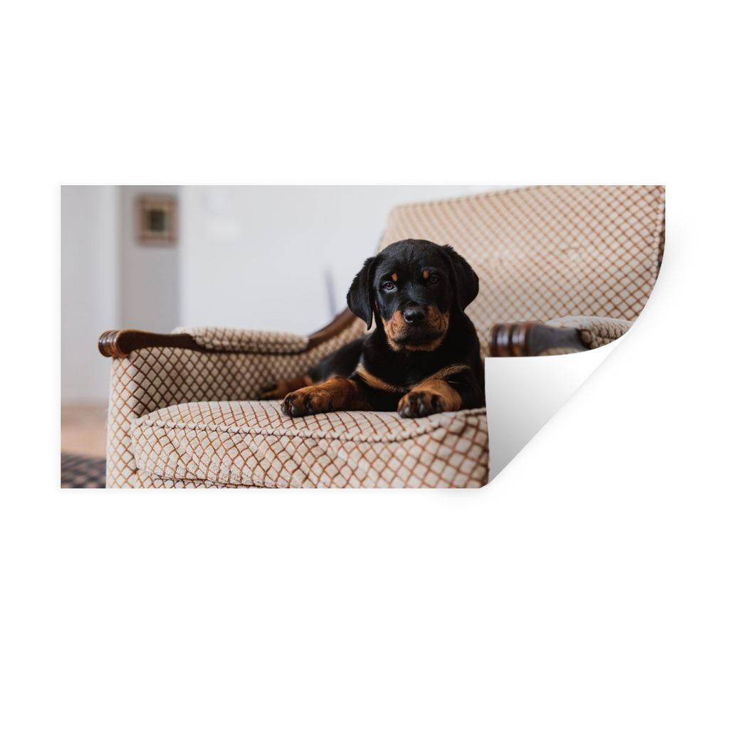 MuchoWow Wandtattoo Wandsticker Wandaufkleber Niedlicher Rottweiler-Welpe sitzt auf einem Stuhl 80x40 cm Selbstklebend und Repositionierbar - Auf...