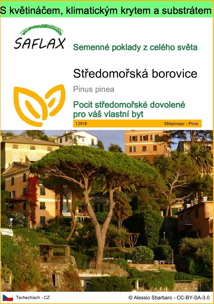 SAFLAX Garden to go - Středomořská borovice - Pinus pinea - Obrázek produktu 