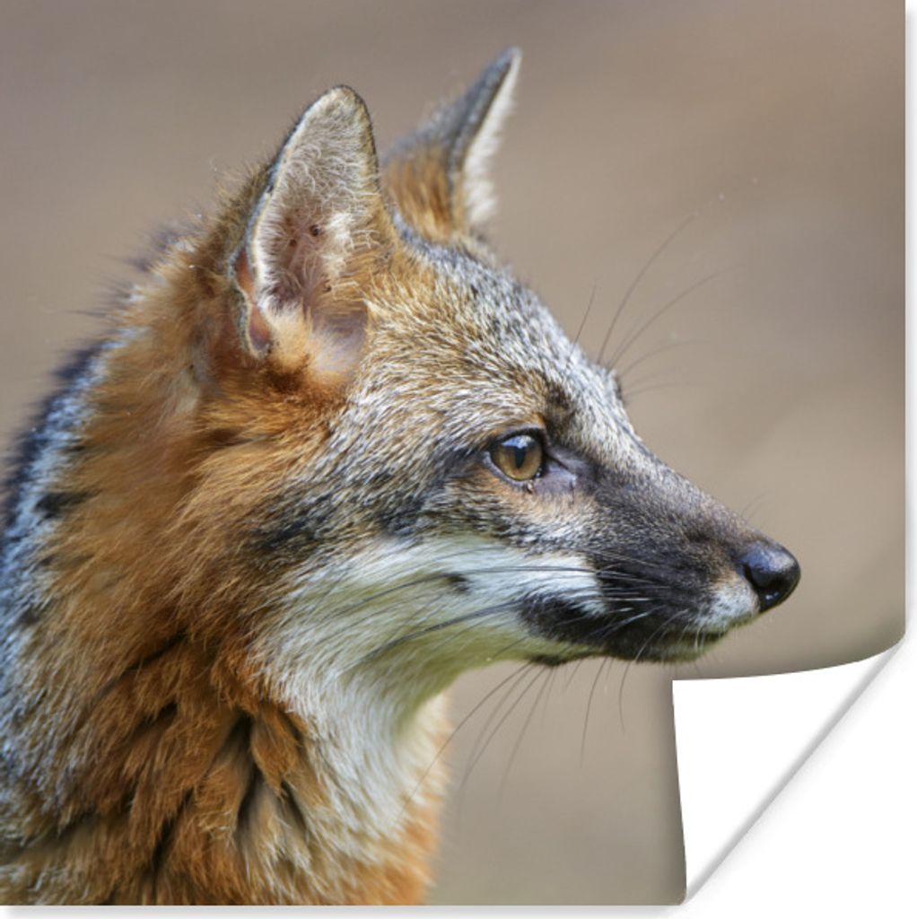 MuchoWow Poster Fuchs - Makro - Braun 30x30 cm - Wandposter - Printing