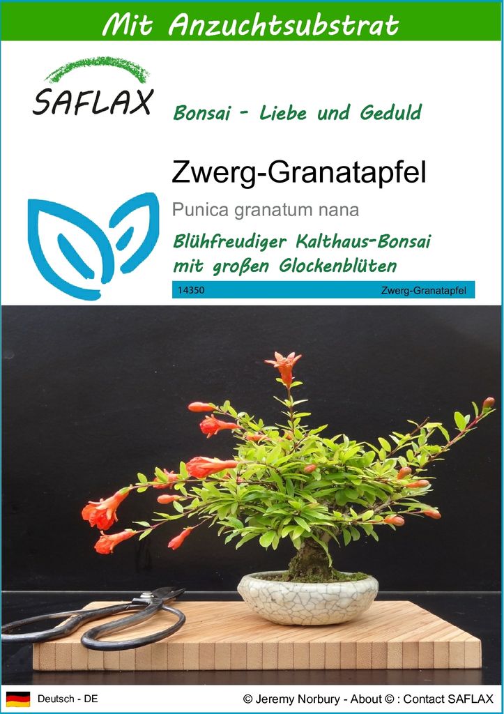 SAFLAX - Bonsai - Zwerg-Granatapfel - 50 Samen - Mit keimfreiem Anzuchtsubstrat - Punica granatum nana