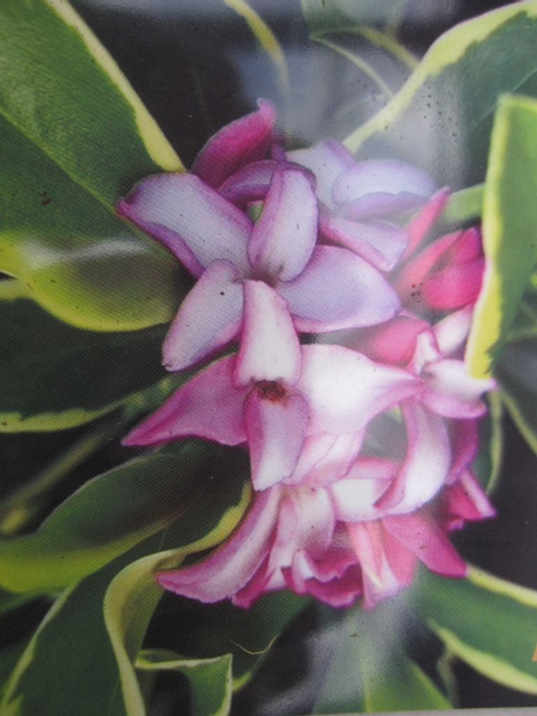 Winter - Seidelbast Rogalski - Daphne odora Rogalski - 20-25cm