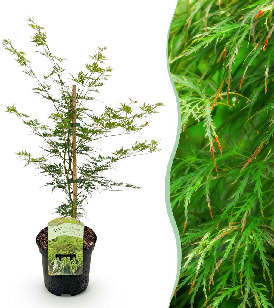 GreenboutiQ - Balkonpflanze - Japanischer Ahorn - Acer palmatum Emerald Lace - Grün - 1 Pflanze - Laubabwerfend - Topf 19cm Höhe 70cm