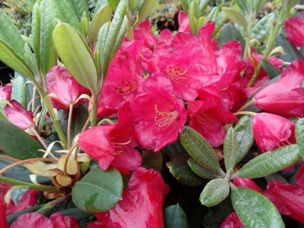 Rhododendron repens Piepmatz - Zwerg-Rhododendron - 25-30cm