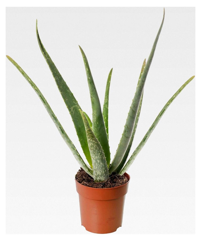 Aloe Vera große Zimmerpflanze, exotisch, immergrün, hochwachsend für Zuhause