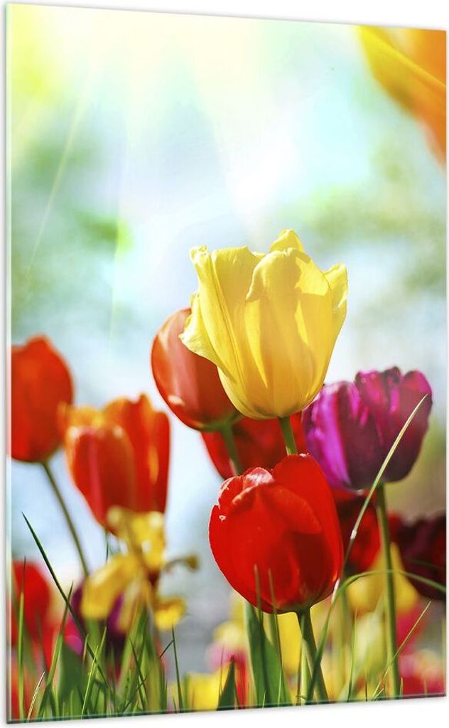Bilder auf glas - Einteilig - Tulpe Blume Plantage Wiese - 70x100cm - Glasbilder - Wandbilder - Bilder - Wanddekoration aus Glas - Glas Bilder - Wa...
