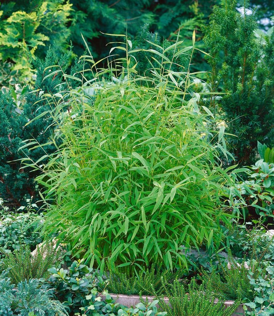 hund knabbert bambus Bamboo Hundenapf aus nachhaltigen Rohstoffen Bambus main image 0