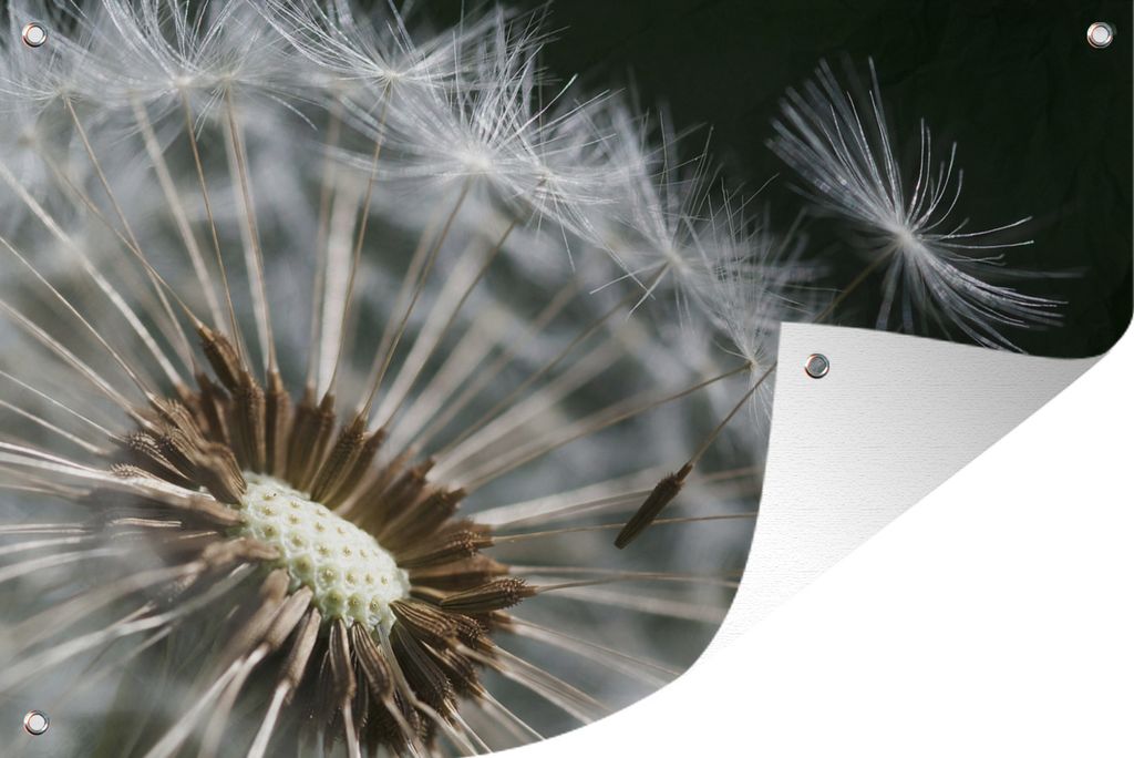 MuchoWow 120x80 cm Outdoor-Poster Gartendeko Sichtschutz Garten Poster für den Garten Löwenzahnsamen verweht