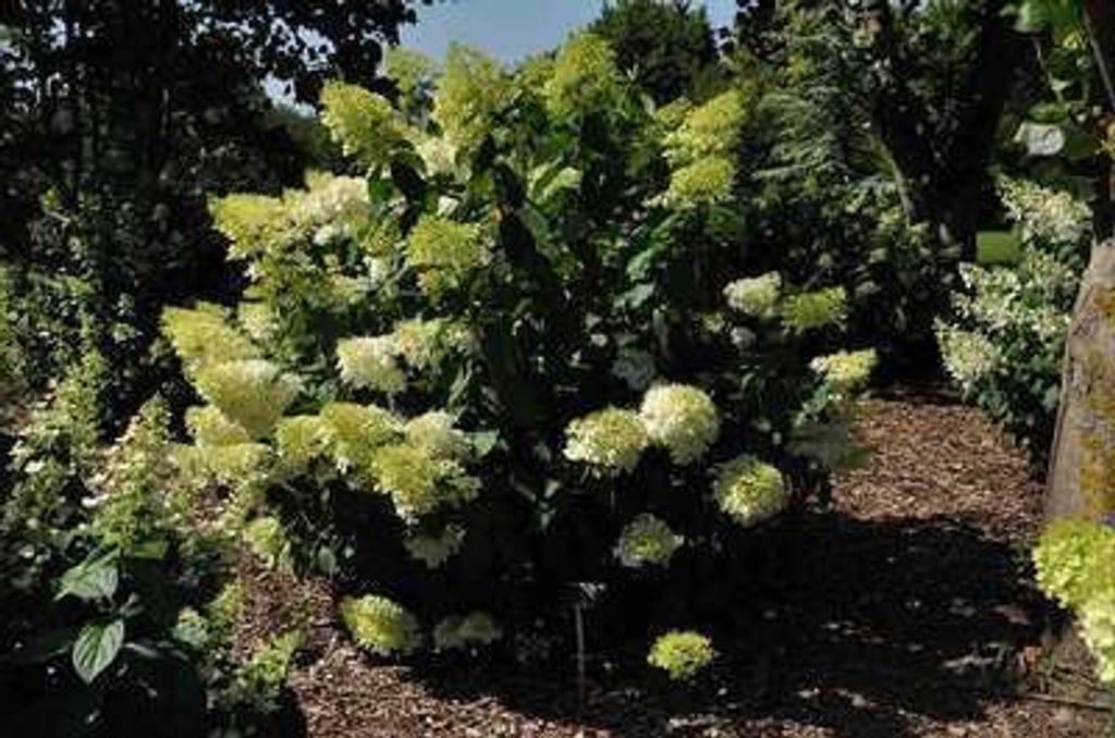 Hydrangea pan. 'Phantom' - Rispenhortensie 60- 80 cm Container