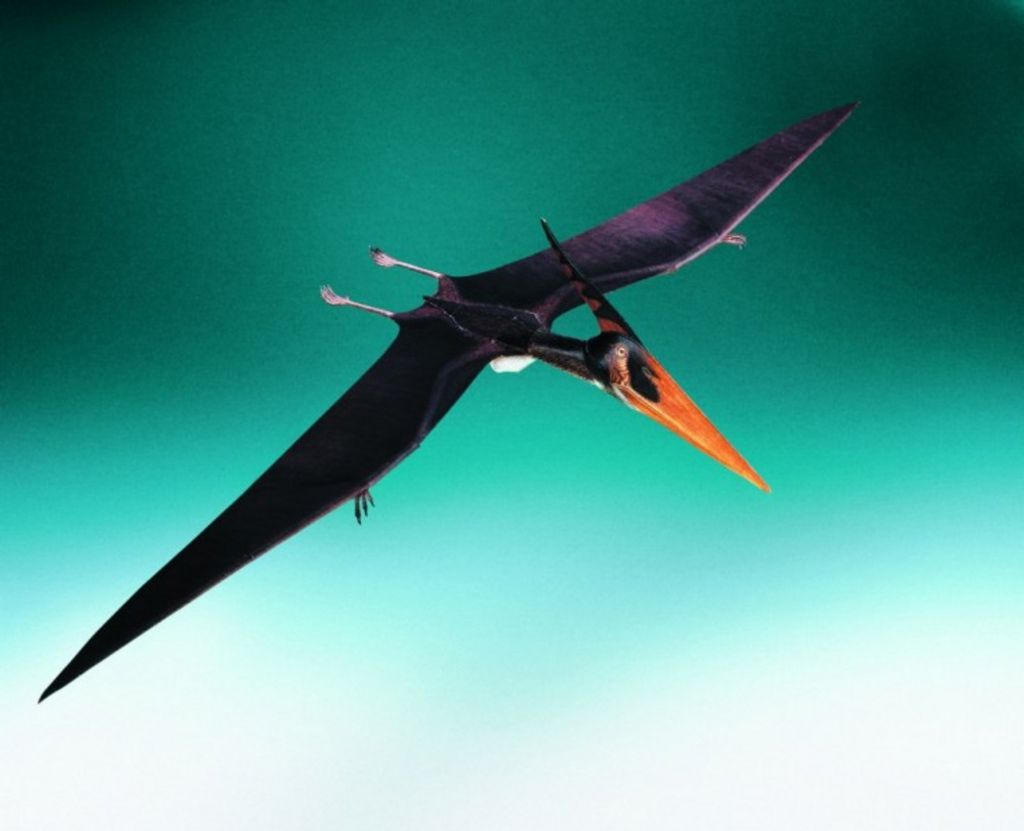 Schreiber-Bogen Modellbau Flugsaurier Pteranodon ingens