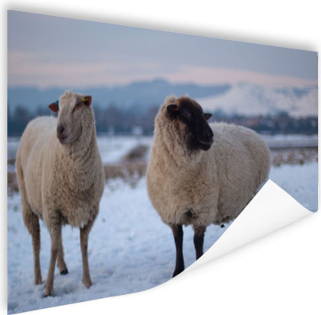 MuchoWow Poster Schaf - Schnee - Berg 90x60 cm - Schlafzimmer