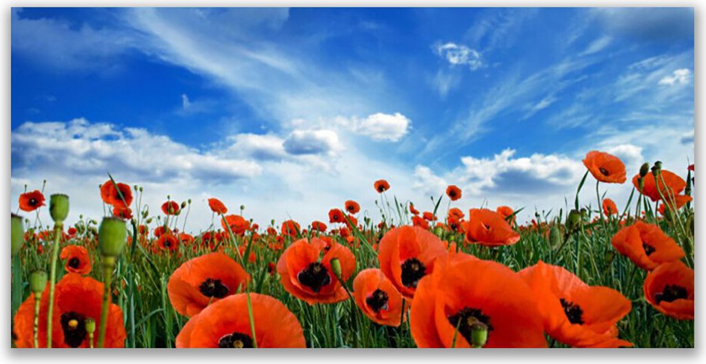 Tulup Leinwand-Bilder 120x60 Wandbild Canvas Kunstdruck Wiese Mohnblumen Pflanzen
