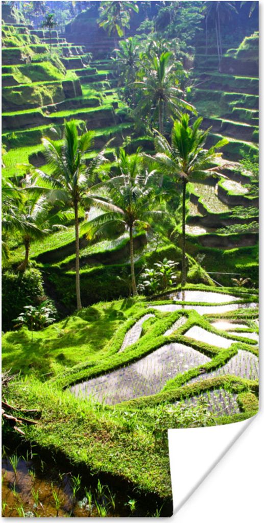 MuchoWow Poster Spektakuläre Reisfelder nördlich von Ubud 75x150 cm - Dekoration für die Wände