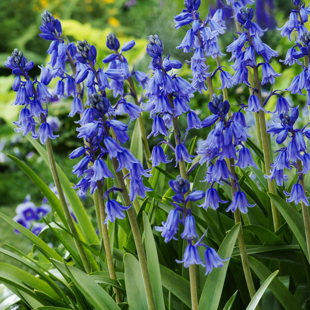 Hyacinthoides Bulbes Fleurs Bulbes de renoncules Excelsior Image du produit 