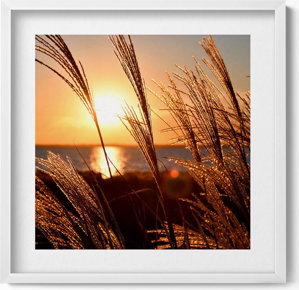 Weizen in der Goldenen Stunde– Wandbild mit Rahmen – Gerahmtes Bild – Wanddekoration – 50x50 cm – Weiß Rahmen