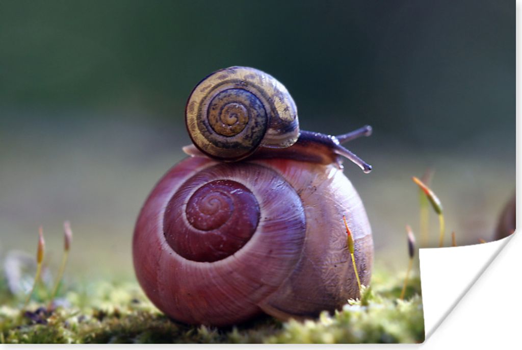 MuchoWow Poster Schnecken - Gras - Frühling 30x20 cm - Plakate - Print