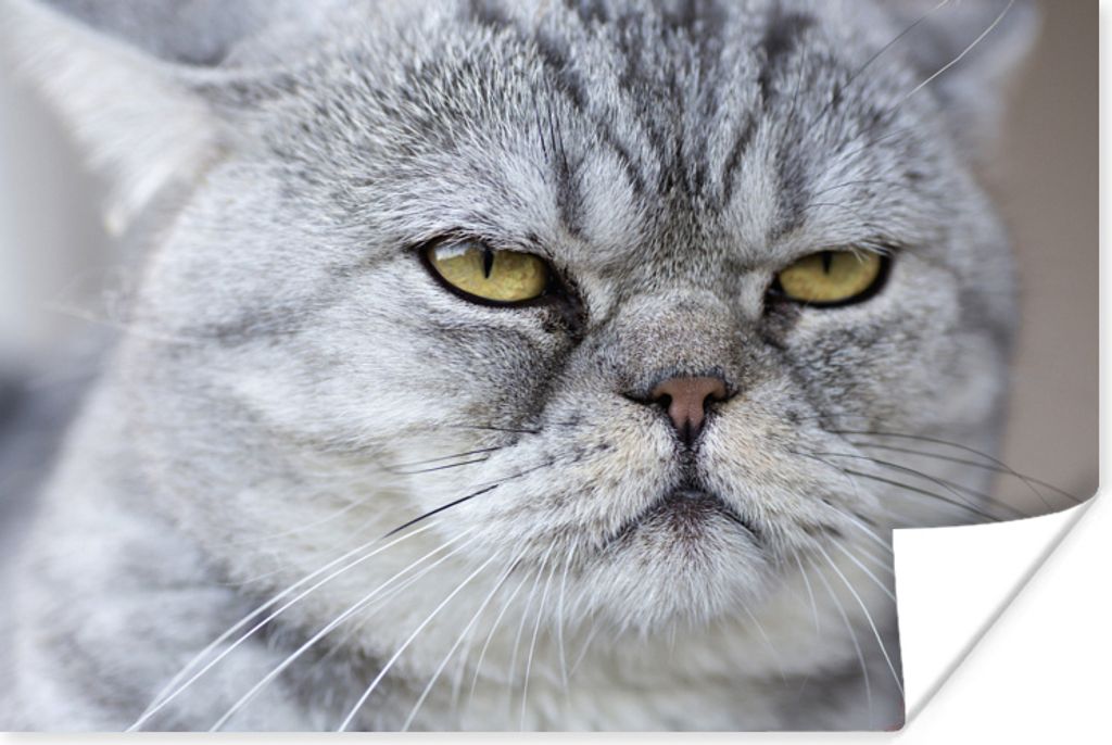 MuchoWow Poster Tier - Katze - Grau 180x120 cm - Fotoplakat